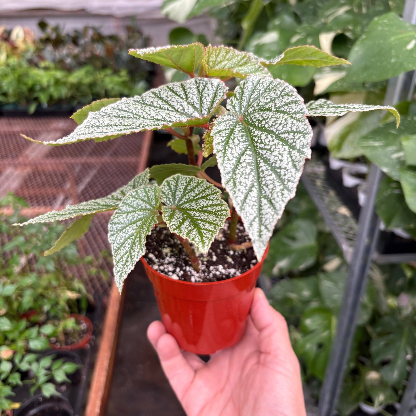 Begonia 'Frosty': 4" Pot