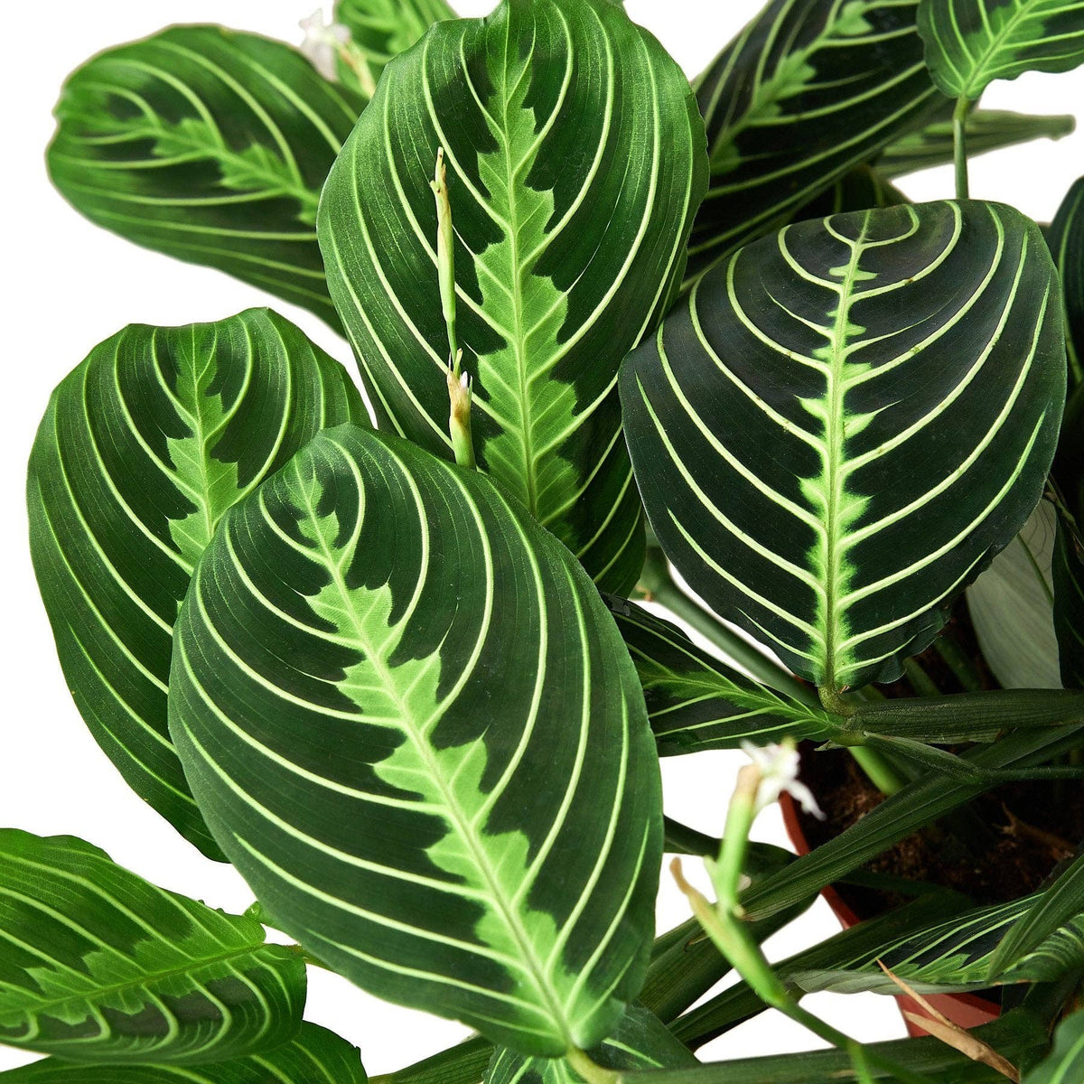 Maranta 'Lemon Lime': 4" Pot