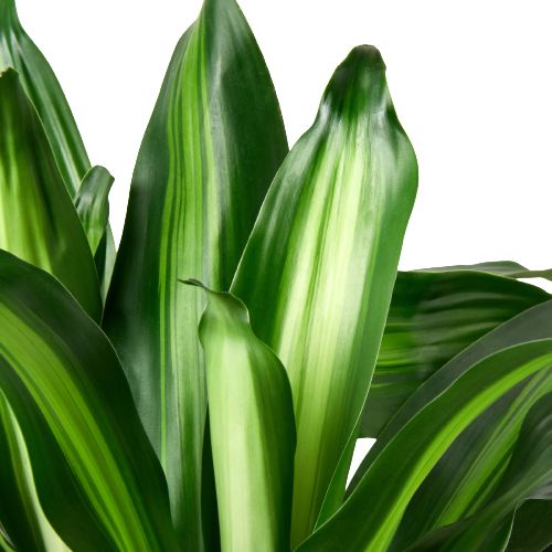 Dracaena Massangeana: 3 gallon Pot
