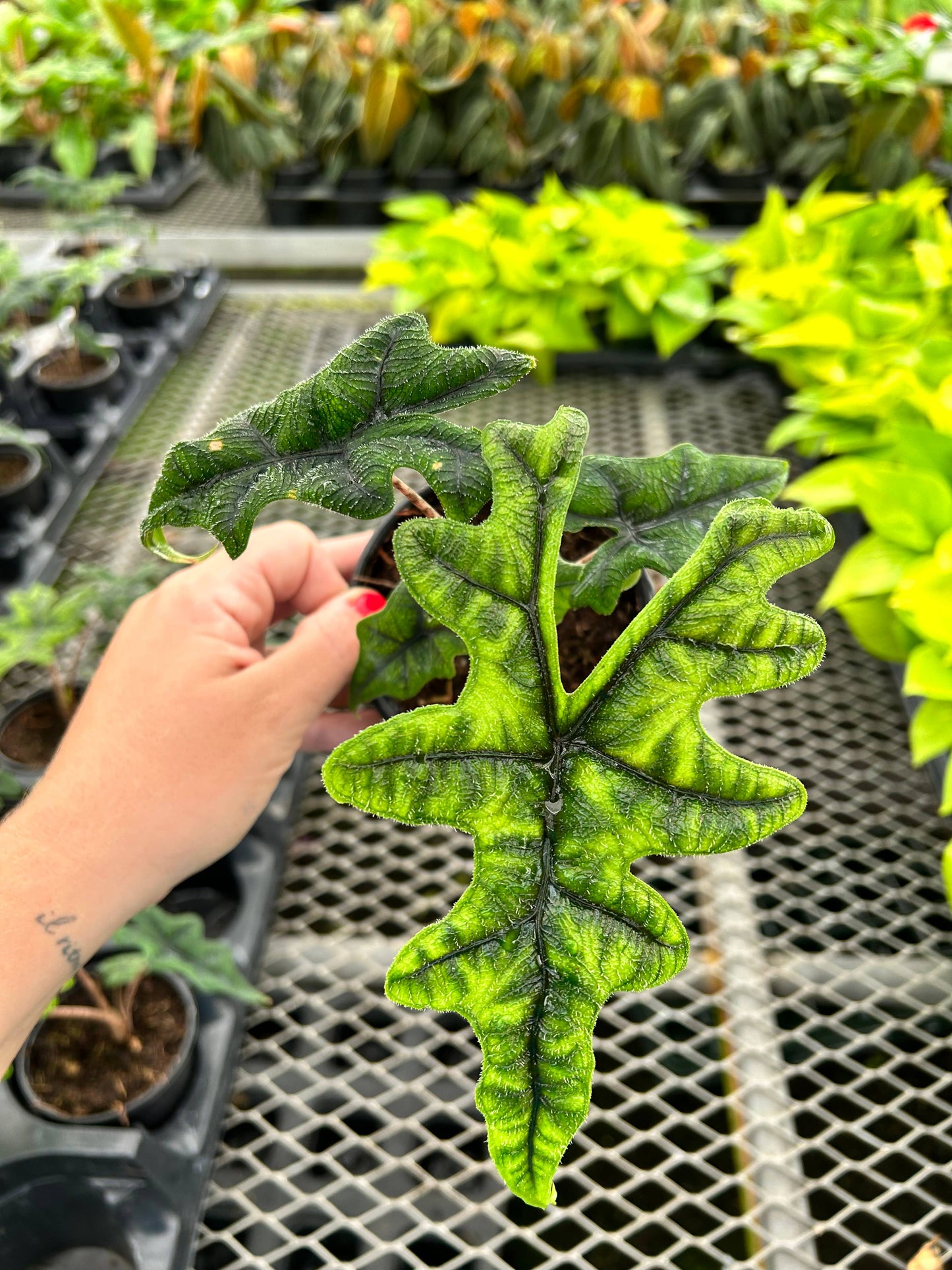 Alocasia Jacklyn Live Plant