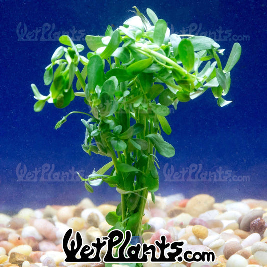 Bacopa Monnieri 'Moneywort' Bunch: Bunch
