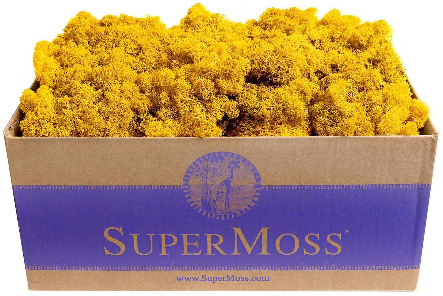 Reindeer Moss Preserved 3lb Bulk Box: Apple