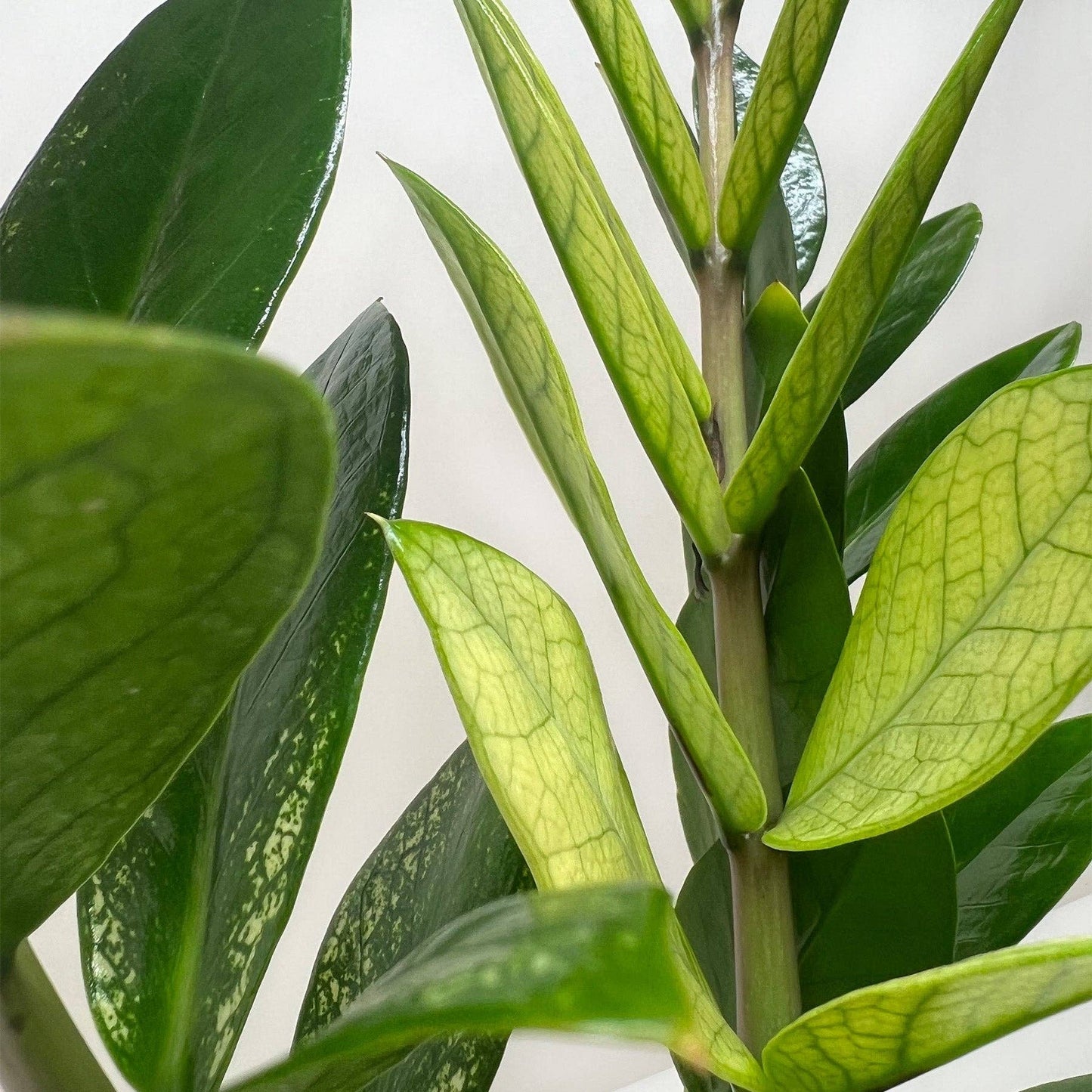 Zamioculcas 'Chameleon': 6' Pot
