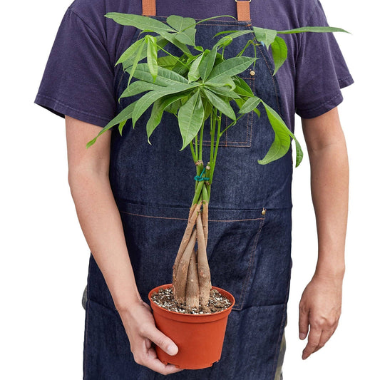 Money Tree 'Guiana Chestnut' Pachira Braid: 4" Pot