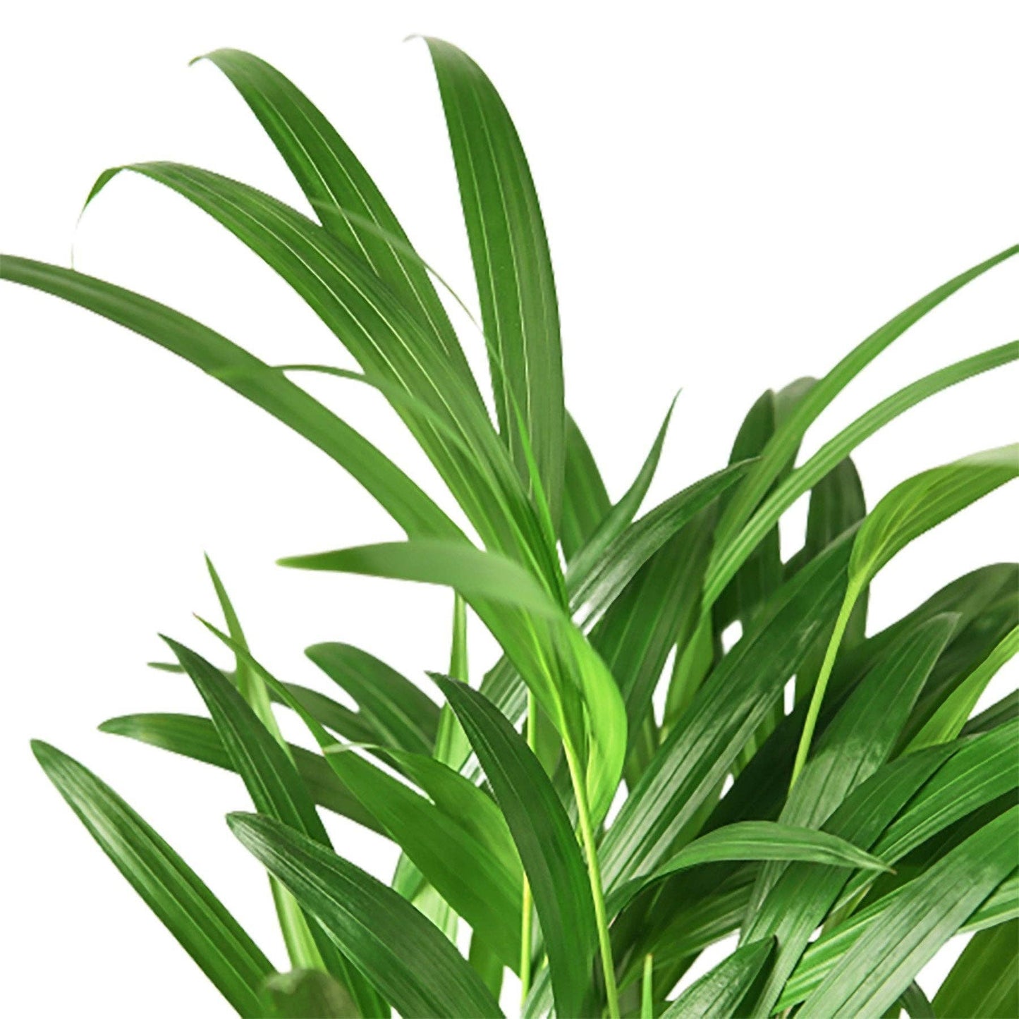 Areca Palm: 4" Pot