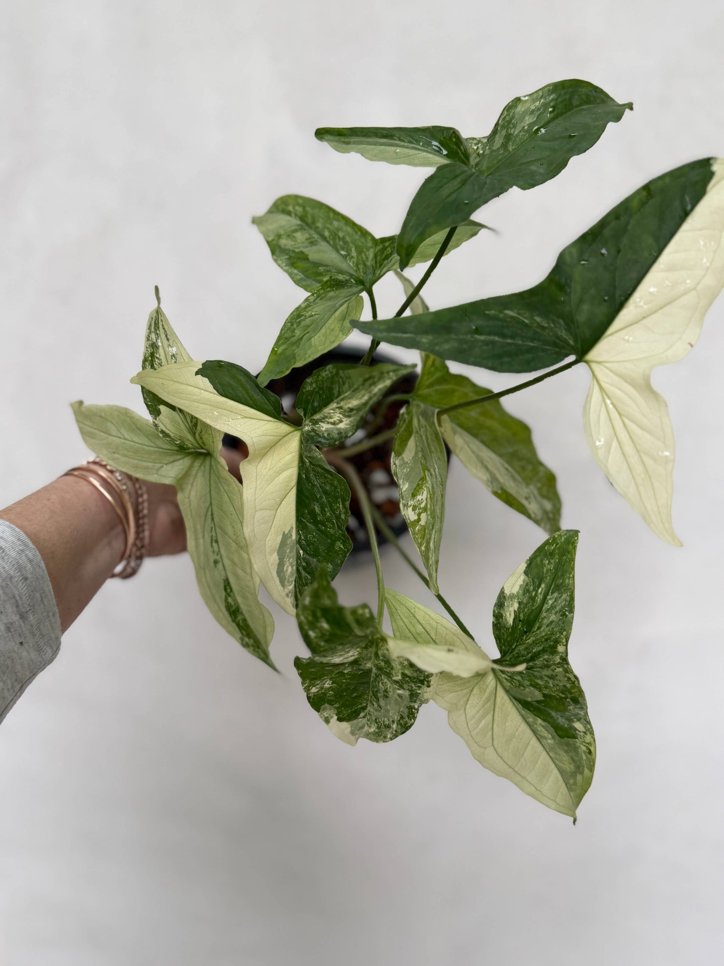 White Variegated Syngonium Albo Variegata Live Plant