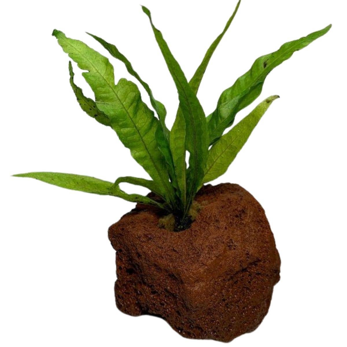 Java Fern Attached to Lava Rock: Large