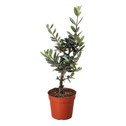 Common Olive Tree (Olea europaea): 6" Pot