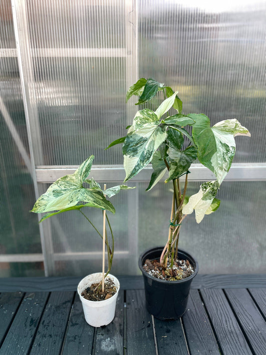 White Variegated Syngonium Albo Variegata Live Plant