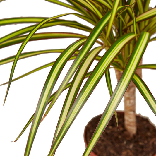 Dracaena Marginata 'Sunshine': 5.5" Pot