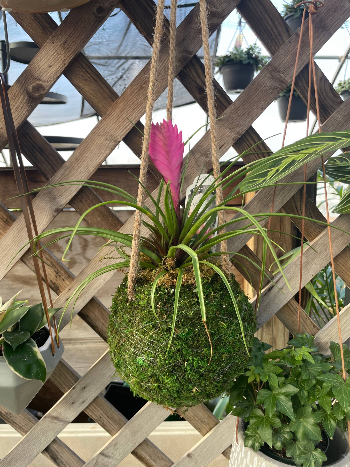 Pink Quill Bromeliad Live Plant