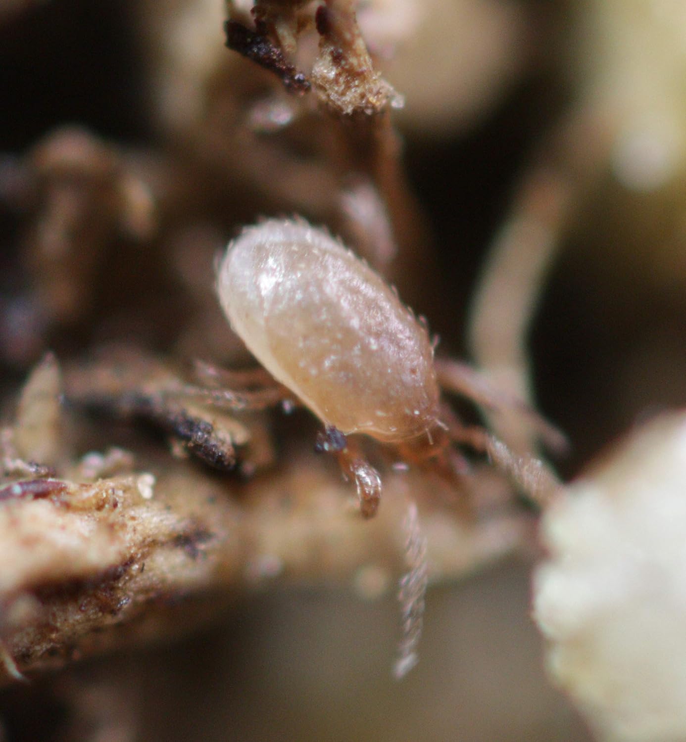 Nature’s Control 25,000 Fungus Gnat Predators