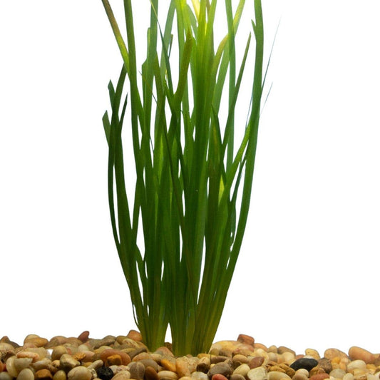Vallisneria Italian: Bunch