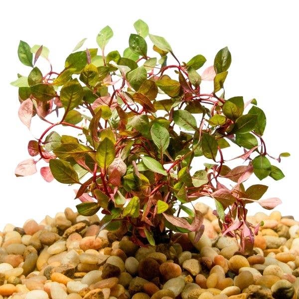 Ludwigia sp. Super Red: Bunch