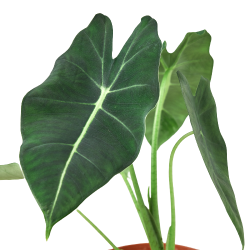 Alocasia Micholitziana 'Frydek': 6" Pot