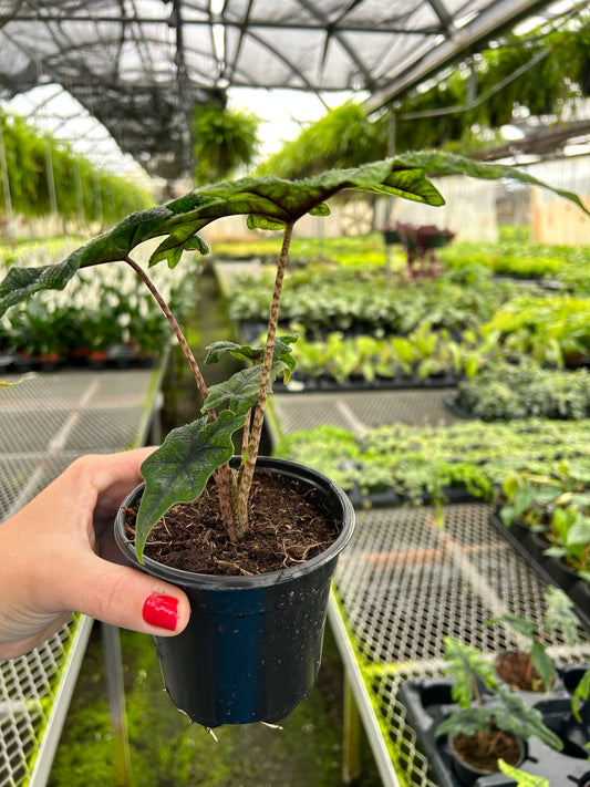 Alocasia Jacklyn Live Plant