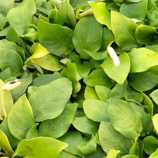 Anubias Nana Golden: Potted