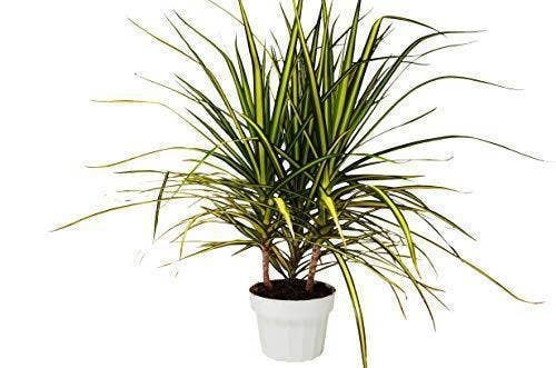 Dracaena Marginata 'Sunshine': 4" Pot