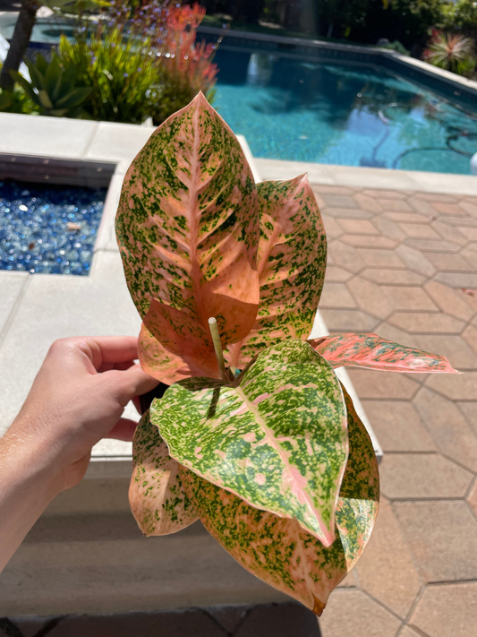Aglaonema Orange Stardust Live Plant