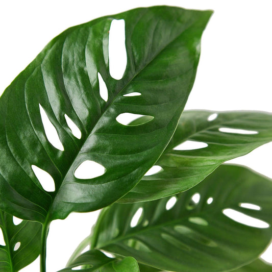 Monstera Adansonii 'Swiss Cheese': 6" Pot
