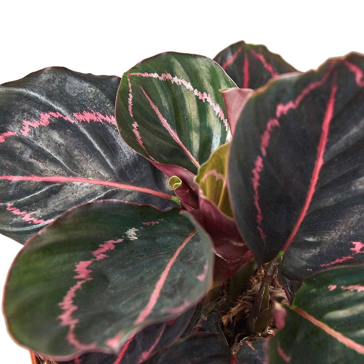 Calathea 'Dottie': 6" Pot