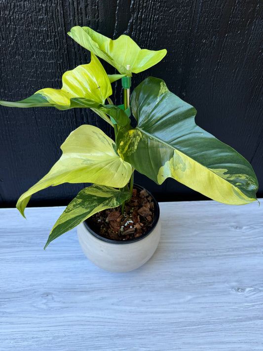 Variegated Golden Violin Philodendron Live Plant