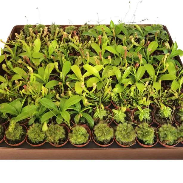 2” Potted Carnivorous Plant