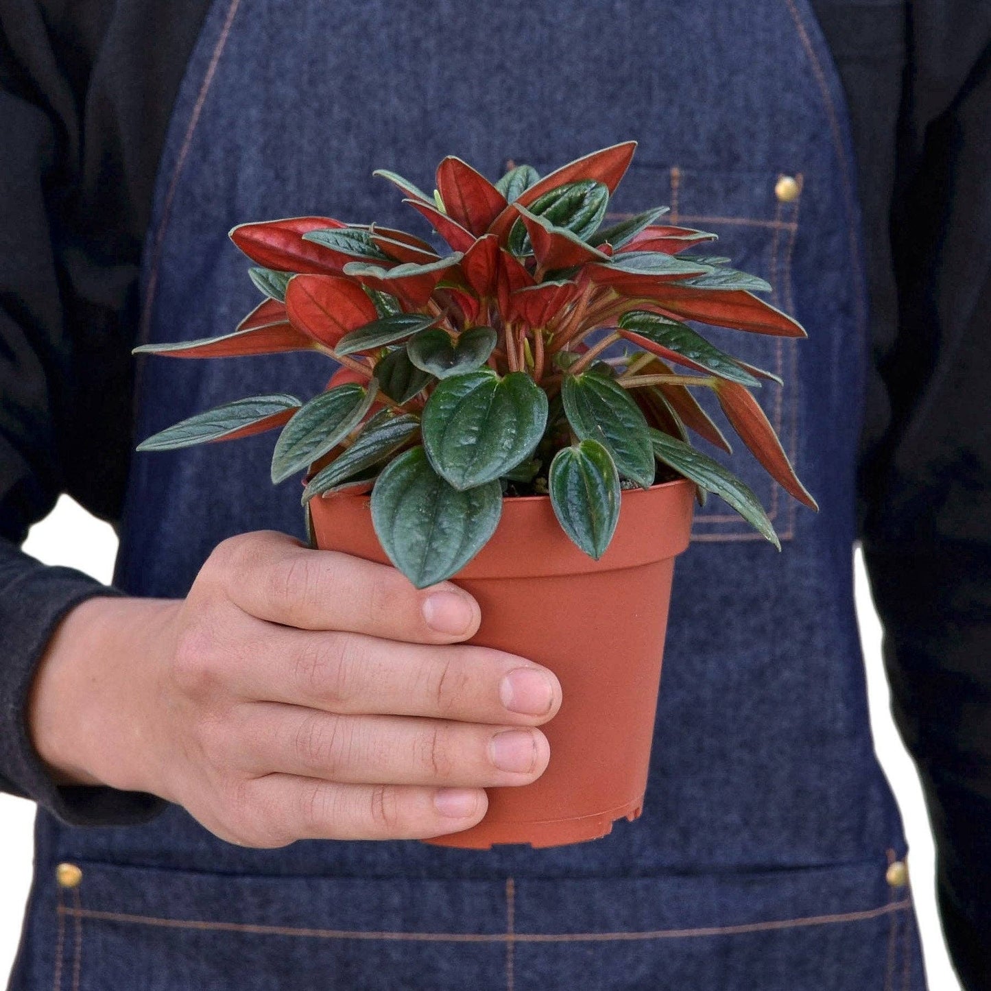 Peperomia Rosso Live Plant - Peperomia caperata 'Rosso': 4" Pot