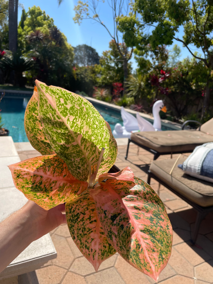 Aglaonema Orange Stardust Live Plant