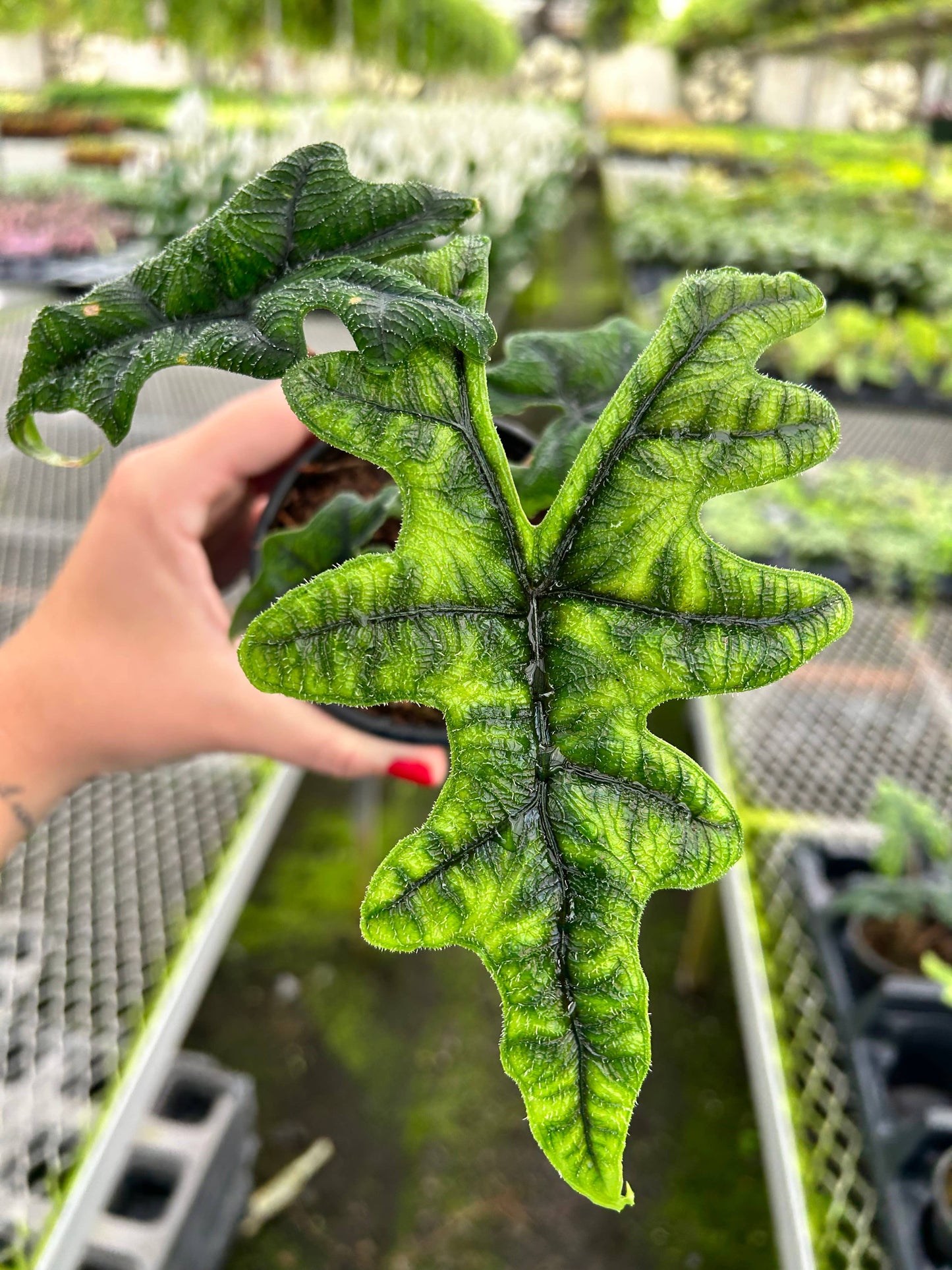 Alocasia Jacklyn Live Plant