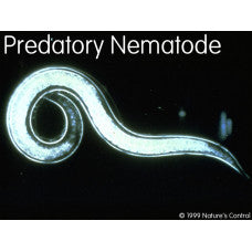 1 Million Predatory Nematodes Sponge