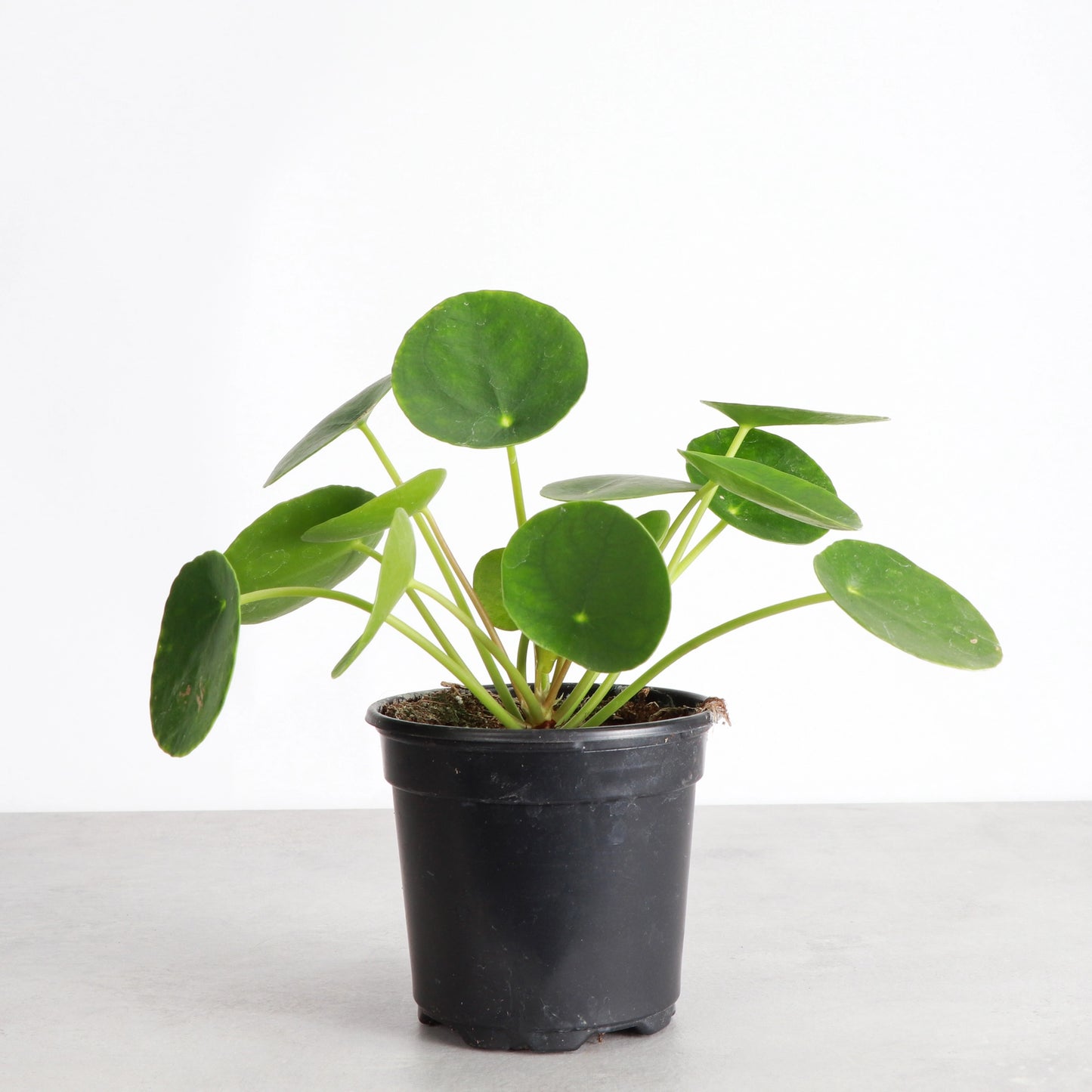 Pilea Peperomioides Live Plant (5.5" pot)