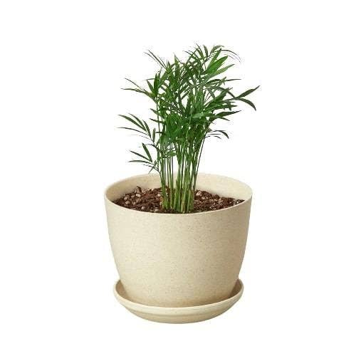 Parlor Palm: Nursery Pot / 6" Pot