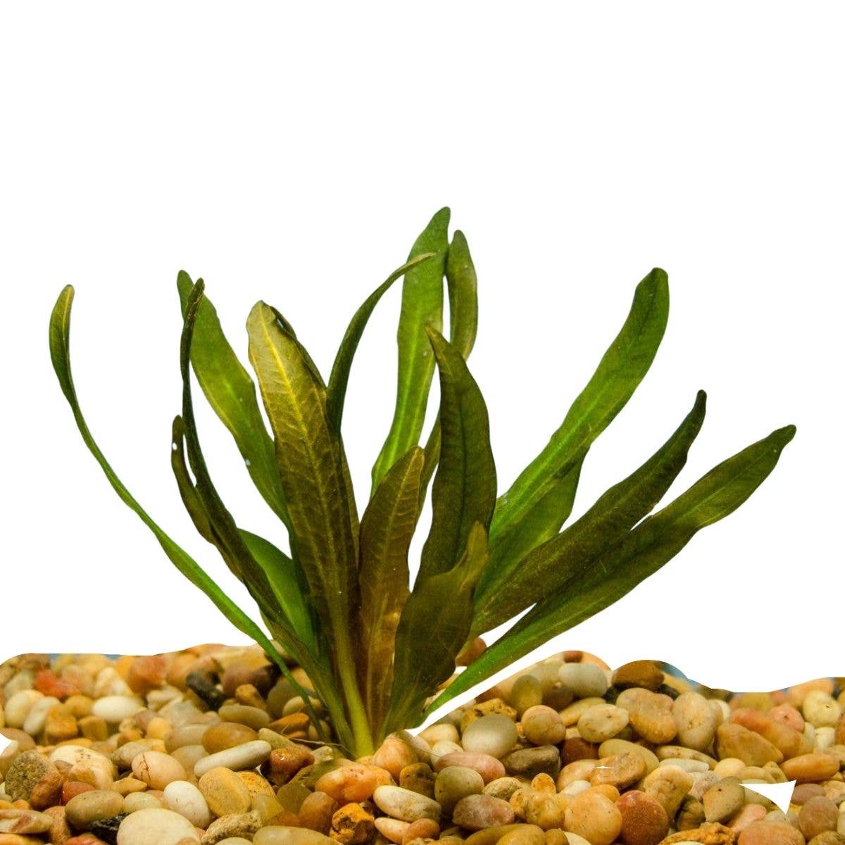 Red Rubin Sword Plant Potted