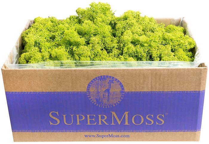 Reindeer Moss Preserved 3lb Bulk Box: Apple
