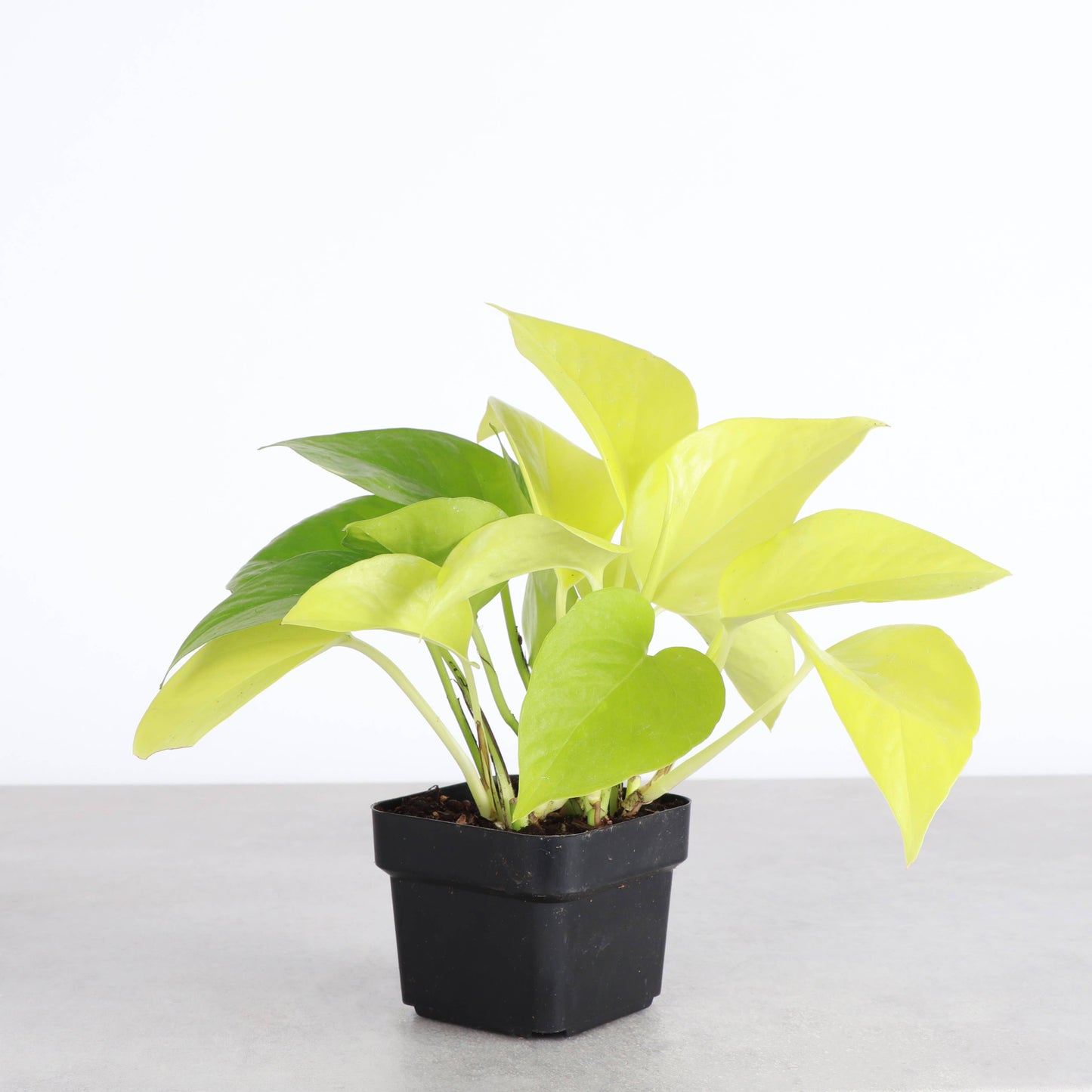 Neon Pothos Live Plant 1 gallon Pot