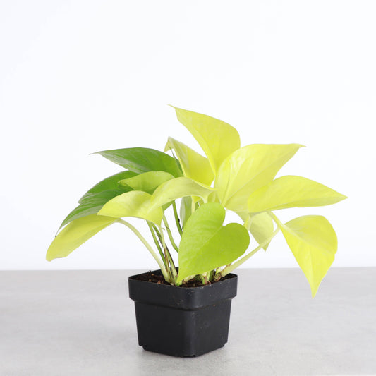 Neon Pothos Live Plant 1 gallon Pot
