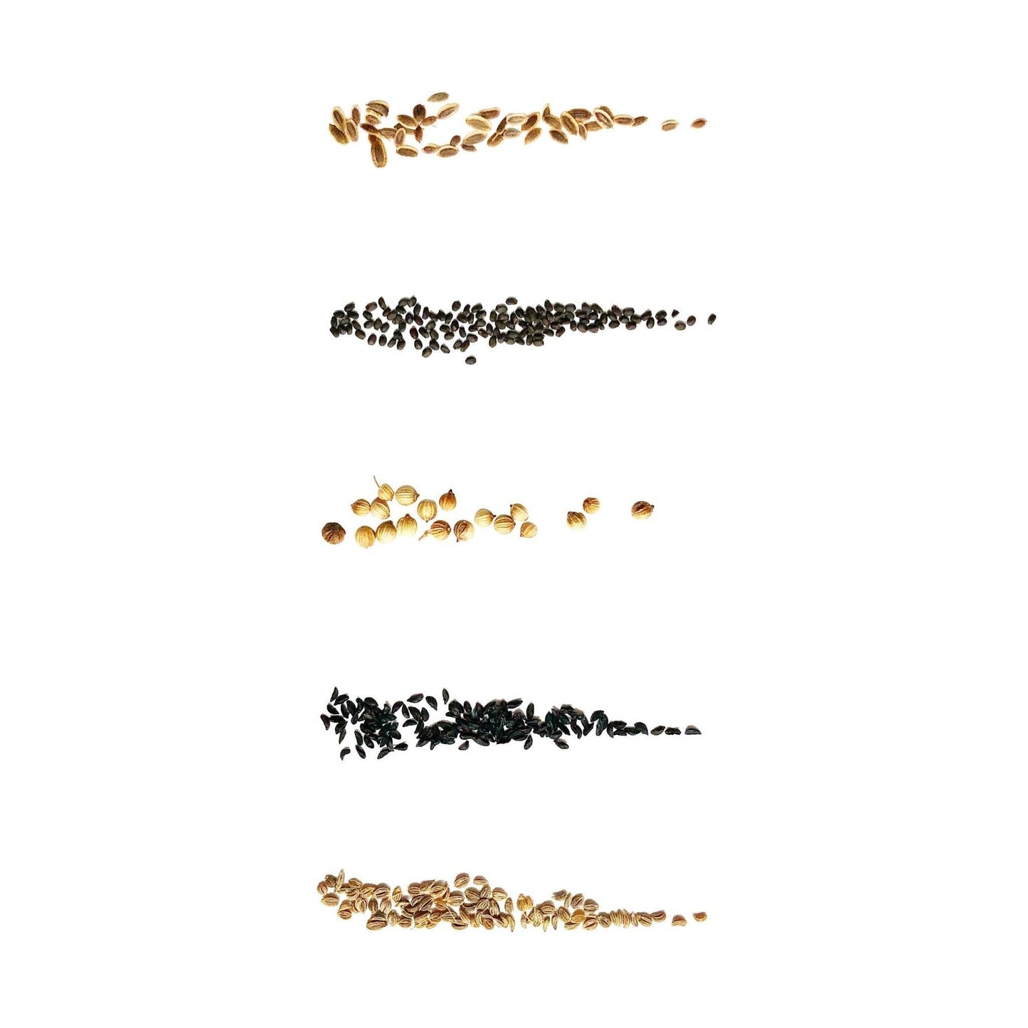 CULINARY HERB I SET - PACK OF 5
