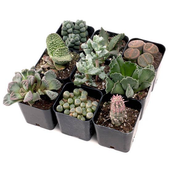 Rare & Unique 2" Potted Succulent