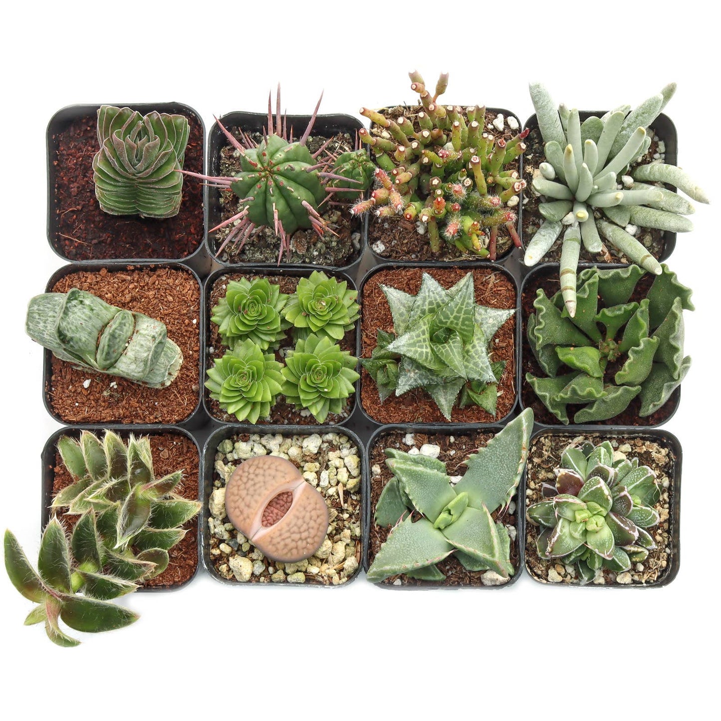 Rare & Unique 2" Potted Succulent
