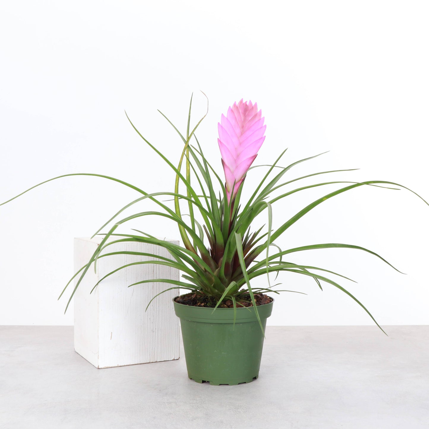 Pink Quill Bromeliad Live Plant