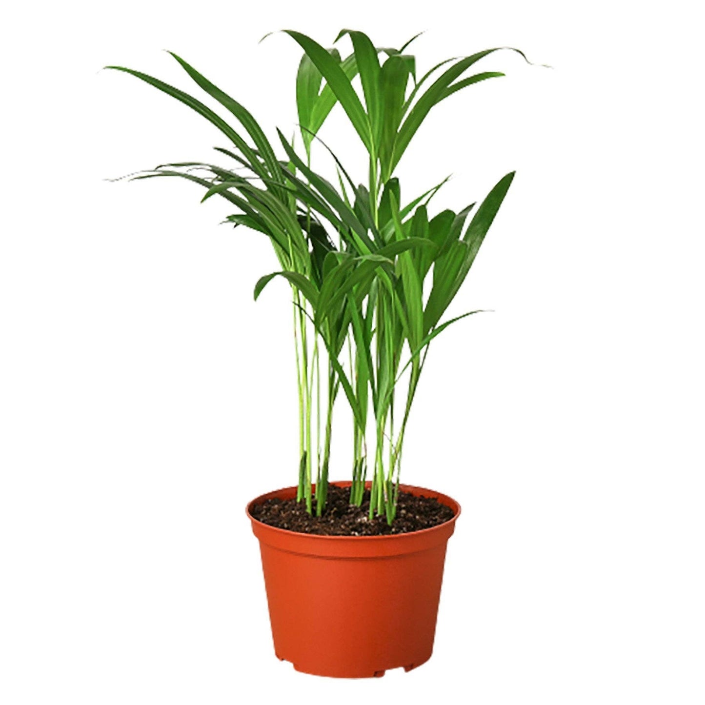 Areca Palm: 4" Pot