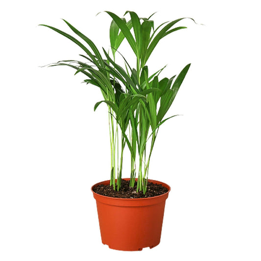 Areca Palm: 4" Pot