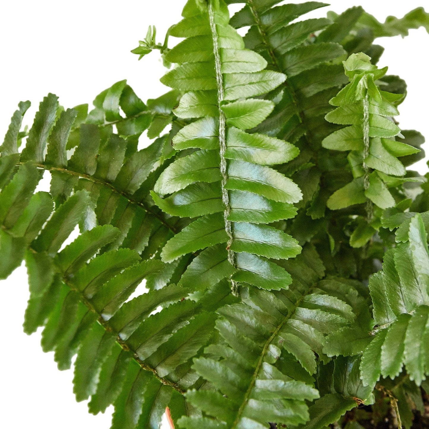 Jester's Crown Fern: 6" Pot