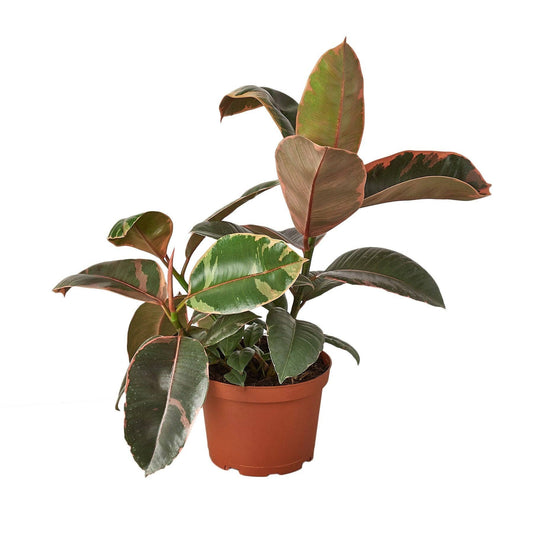 Ficus Elastica 'Ruby Pink' Variegated Live Plant: 6" Pot