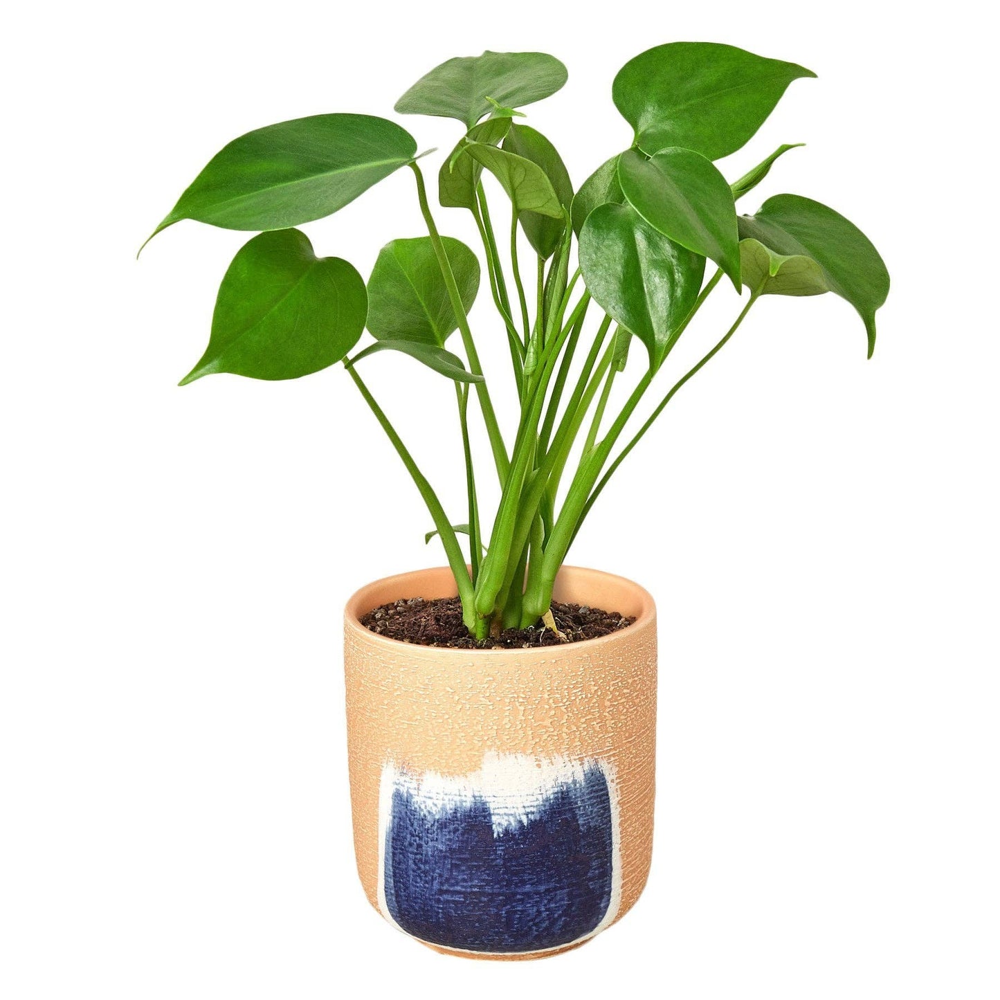 Philodendron Monstera Split-Leaf: Nursery Pot / 6" Pot