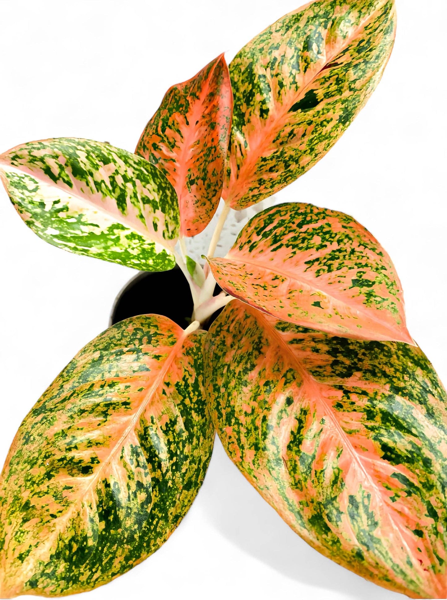 Aglaonema Orange Stardust Live Plant