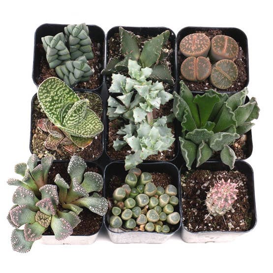Rare & Unique 2" Potted Succulent
