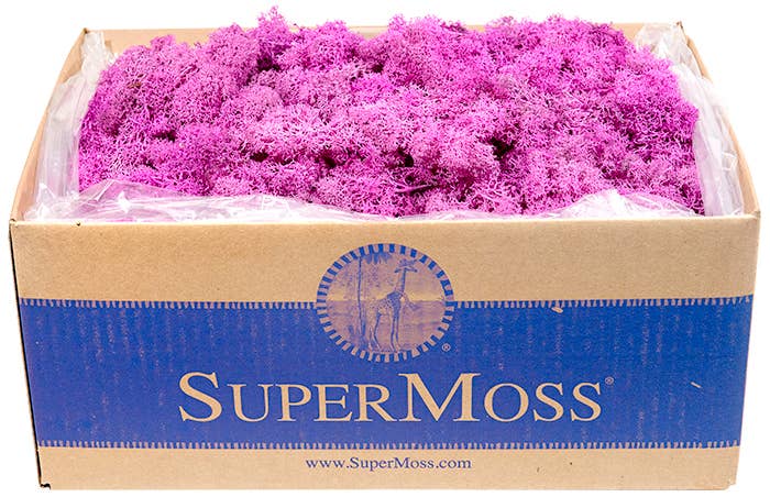 Reindeer Moss Preserved 3lb Bulk Box: Apple