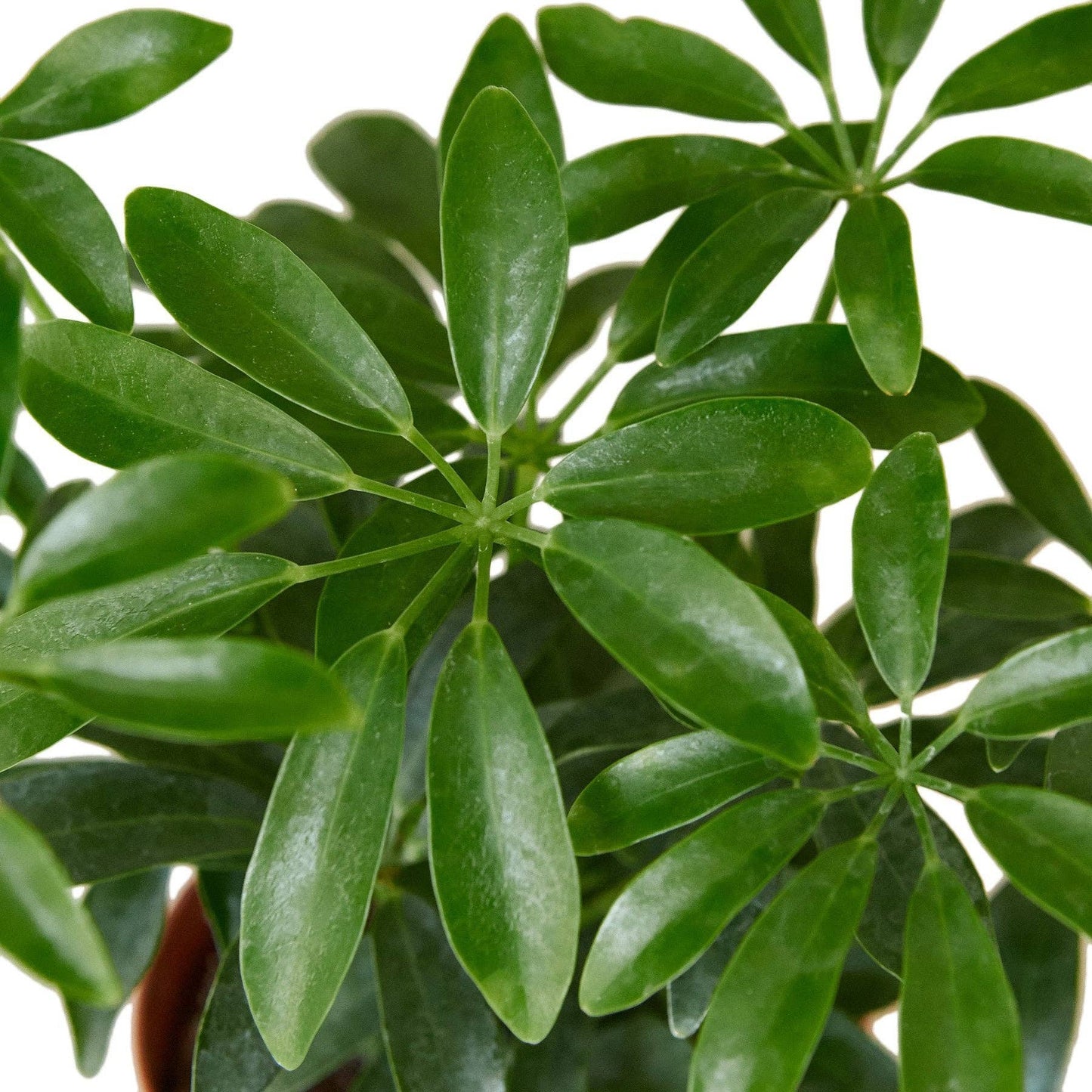 Schefflera Arboricola 'Umbrella': 6" Pot